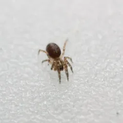 Cryphoeca exlineae thumbnail 4