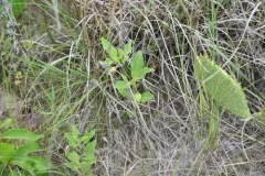 Dwarf groundcherry thumbnail 2