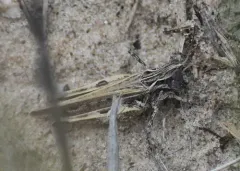Texas Range Grasshopper thumbnail 3