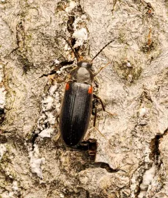 Mycetochara binotata thumbnail 3