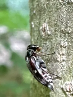 Tomoxia lineella thumbnail 3