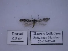 Coleotechnites quercivorella thumbnail 4