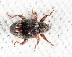 Cloudy Curculio thumbnail 4