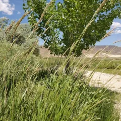 Great Basin Wildrye thumbnail 4