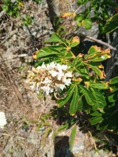 California buckeye thumbnail 4