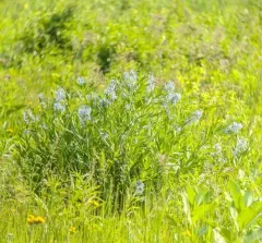 eastern bluestar thumbnail 3