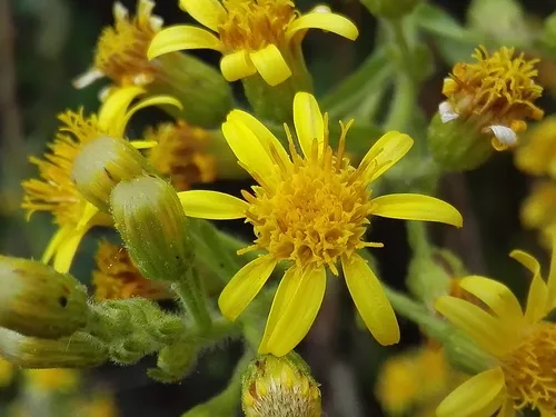 false yellowhead