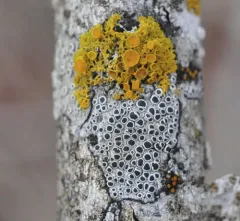 Lecanora pacifica thumbnail 4