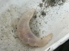 Pentamera pseudocalcigera thumbnail 1