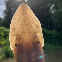 Shovelnose Sturgeon thumbnail 4