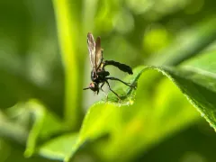 Eudioctria brevis thumbnail 3