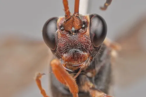 Ichneumon fuscifrons