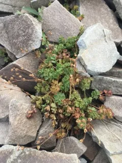 Sparseleaf Cinquefoil thumbnail 2