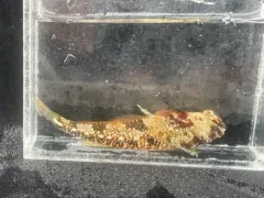 Snubnose Sculpin thumbnail 4