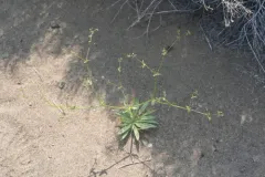 Prickly Threadbush thumbnail 3