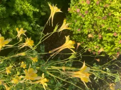 golden columbine thumbnail 4