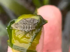 Synidotea nebulosa thumbnail 4