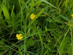 Creeping cinquefoil thumbnail 4