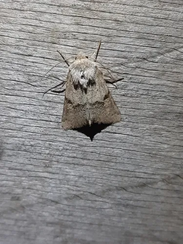 Ulolonche disticha