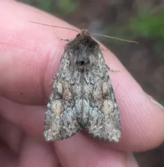 Apamea sora thumbnail 1