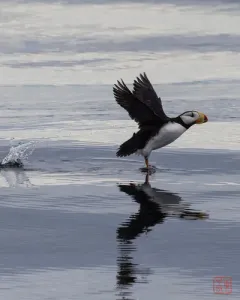 Horned Puffin thumbnail 4