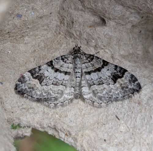Northern Carpet