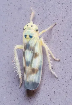 Macrosteles patruelis thumbnail 3