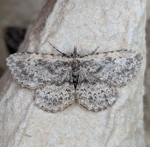 Pale-edged Snout Moth
