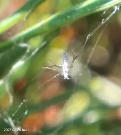 pine needle aphid thumbnail 2