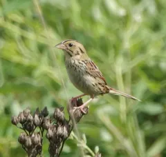 Henslow's Sparrow thumbnail 4