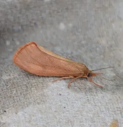 Rusty Virbia Moth thumbnail 2