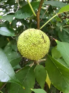 Osage-orange thumbnail 5