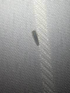 Macrosteles lepidus thumbnail 3