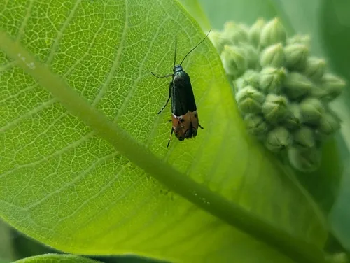 Lepidotarphius perornatella