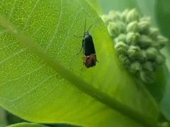 Lepidotarphius perornatella thumbnail 1