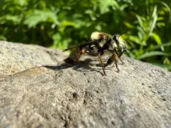 Laphria partitor thumbnail 2