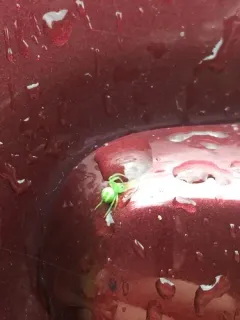 Juniper Orbweaver thumbnail 3