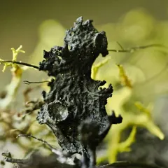 Flattened thornbush lichen thumbnail 4