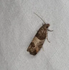 Eye-spotted Bud Moth thumbnail 4