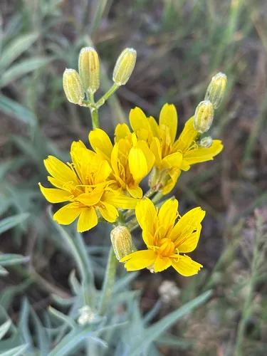 limestone hawksbeard
