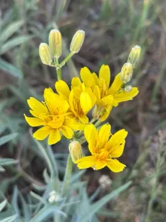 limestone hawksbeard thumbnail 1