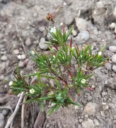 mountain navarretia thumbnail 3