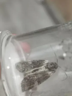 Brachylomia discinigra thumbnail 3