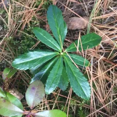 pipsissewa thumbnail 2