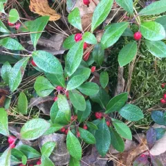 Eastern Teaberry thumbnail 4