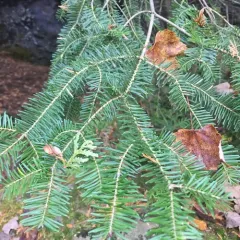 balsam fir thumbnail 4