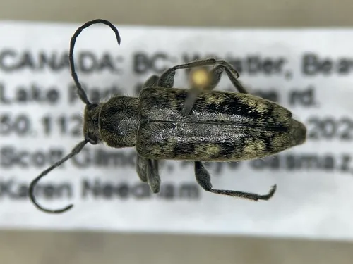 Atimia hoppingi
