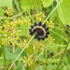 Nevada Buck Moth thumbnail 3