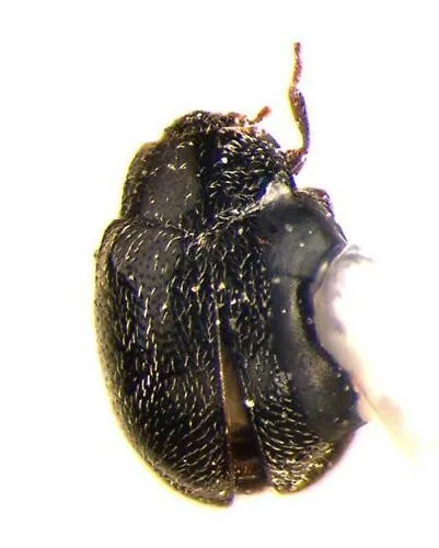 Didion longulum