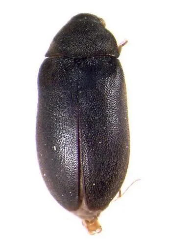 Megatoma perversa